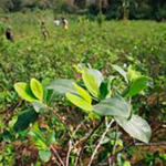 Fumigar los cultivos de coca en Colombia Ruta Noticias