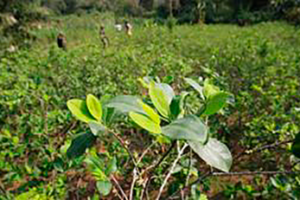 Fumigar los cultivos de coca en Colombia Ruta Noticias
