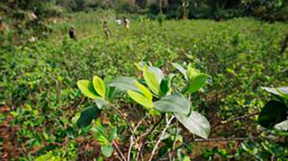 Fumigar los cultivos de coca en Colombia Ruta Noticias